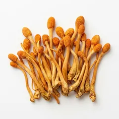 Hongo cordyceps
